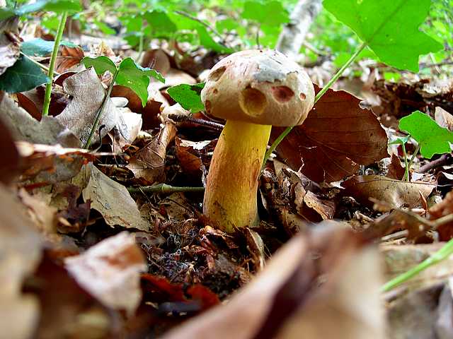 2005 :  Un anno di funghi
